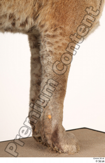 Asian golden cat Catopuma Temminckii leg 0057.jpg